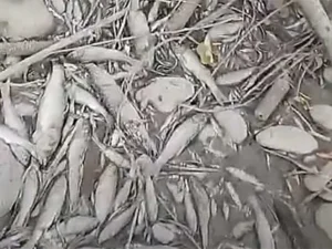 SUŠA UZELA DANAK: Na ušću Turjanice u Vrbas nema vode ni za ribe