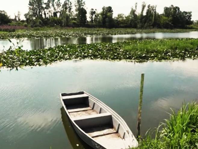 „SVAKE GODINE JE SVE GORE“: Tropske temperature ugrozile život riba u bari Tišina kod Šamca