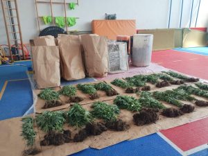 OTKRIVENA PLANTAŽA MARIHUANE U BIJELJINI: Policija pronašla 206 stabljika indijske konoplje i kokain (FOTO)