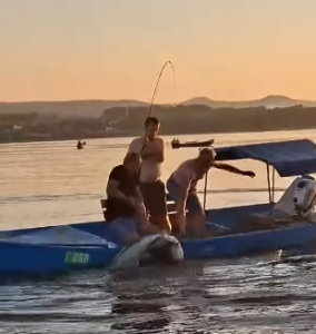SVAKA ČAST: Na jezeru Modrac ulovljen som od 60 kilograma (VIDEO)