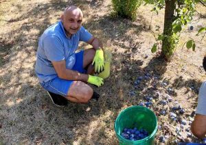 „OD ŠLJIVE DOBRA RAKIJA“: Banjac je političke obaveze nakratko zamijenio voćnjakom