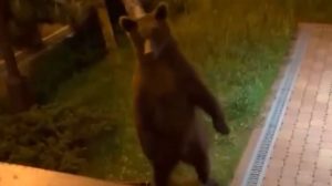 MEDVJED U KAMPU RUSKIH SPORTISTA: Hrabra djevovojka (22) otjerala predatora (VIDEO)