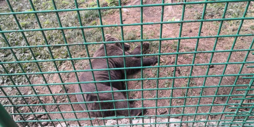 NAJVEĆE ZVIJERI U NAJMANJIM KAVEZIMA: Iako je zabranjeno zakonom, medvjede u BiH drže zatočenima (FOTO)