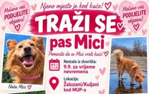 PAS MICI NESTAO U BANJALUCI: Vlasnici nude nagradu od 500 KM pronalazaču (FOTO)