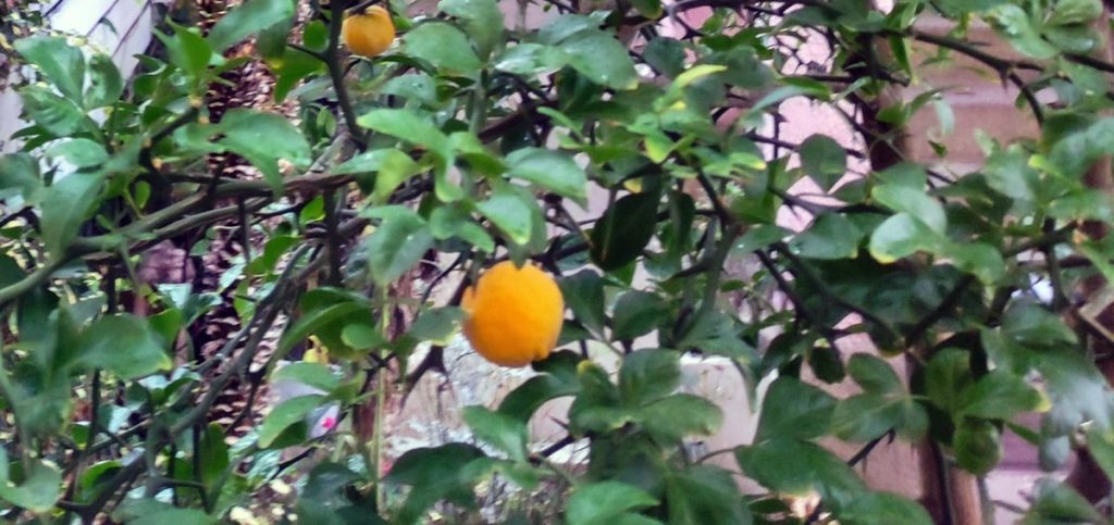 JUŽNO VOĆE MAMI POGLEDE: Sibirski limun sazrio u jednom banjalučkom dvorištu (FOTO)