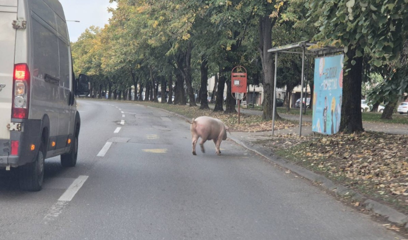 NAOBIČAN PROZOR: Svinja prošetala Banjalukom, vozači u čudu