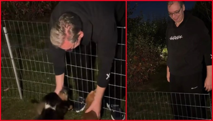 VUČIĆ OBJAVIO EMOTIVAN SNIMAK: Mir sam pronašao u igri sa mojih četvoro ljubimaca (VIDEO)